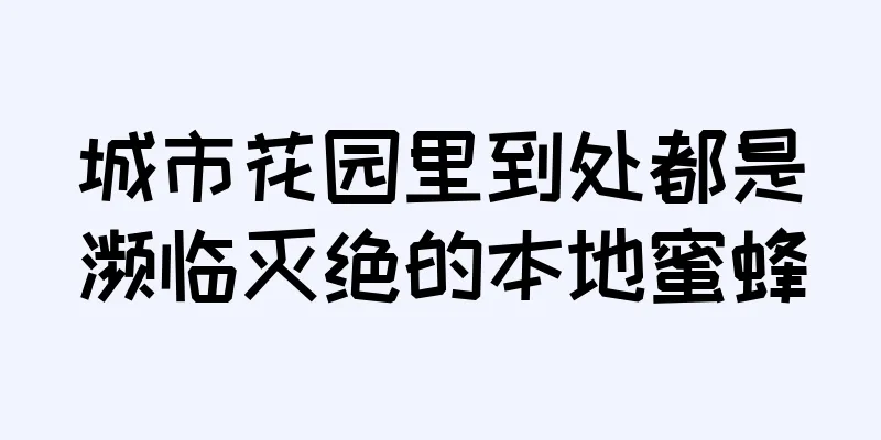 城市花园里到处都是濒临灭绝的本地蜜蜂