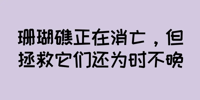 珊瑚礁正在消亡，但拯救它们还为时不晚
