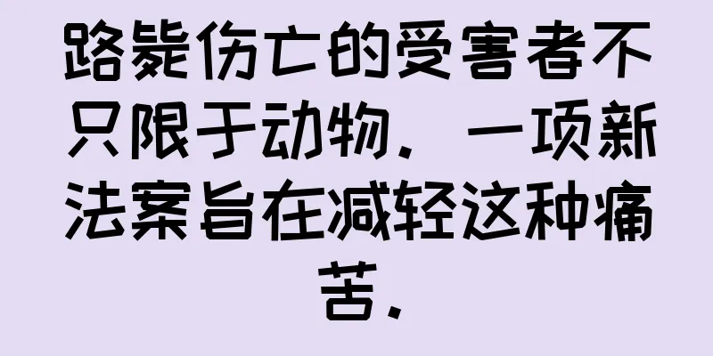 路毙伤亡的受害者不只限于动物。一项新法案旨在减轻这种痛苦。