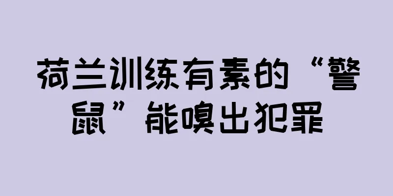 荷兰训练有素的“警鼠”能嗅出犯罪