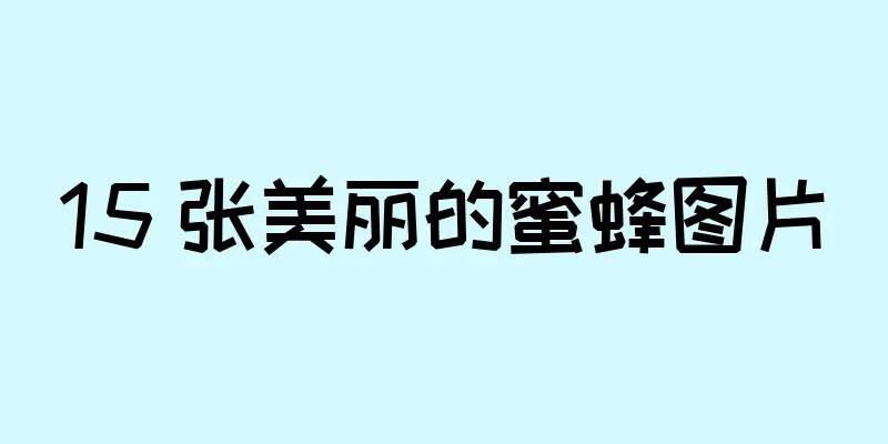 15 张美丽的蜜蜂图片