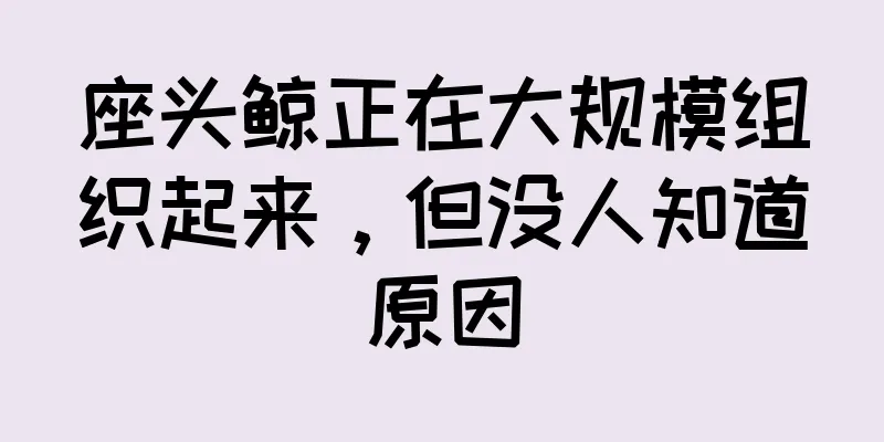 座头鲸正在大规模组织起来，但没人知道原因