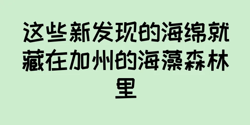 这些新发现的海绵就藏在加州的海藻森林里