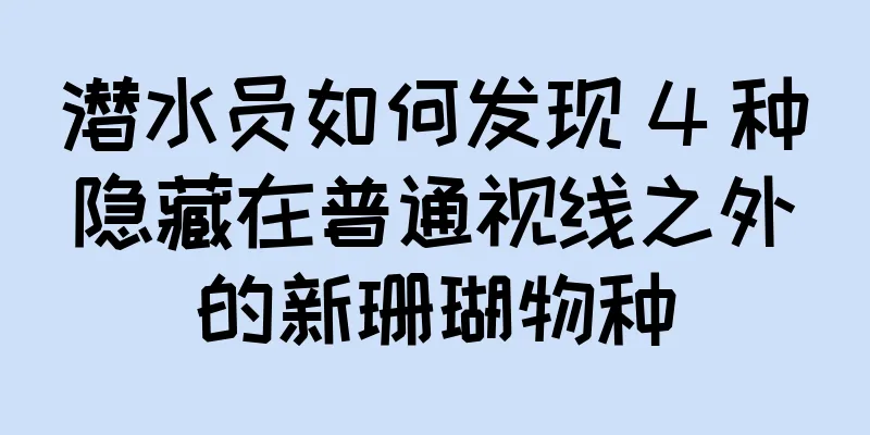 潜水员如何发现 4 种隐藏在普通视线之外的新珊瑚物种