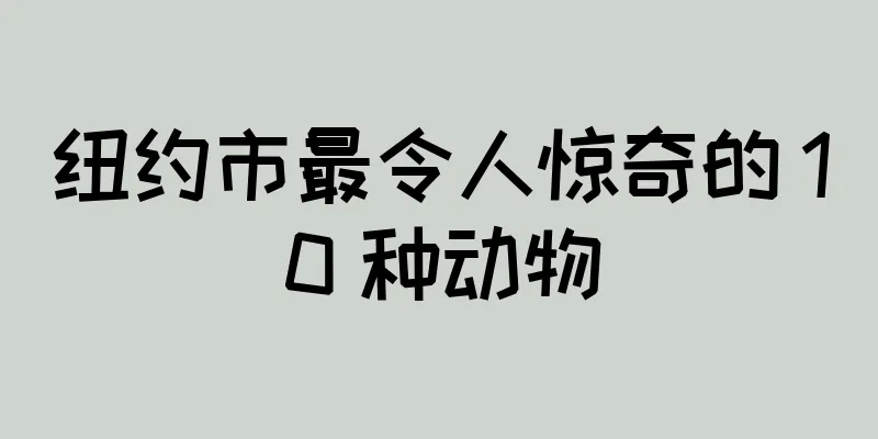 纽约市最令人惊奇的 10 种动物