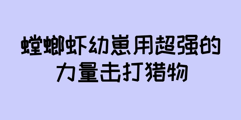 螳螂虾幼崽用超强的力量击打猎物