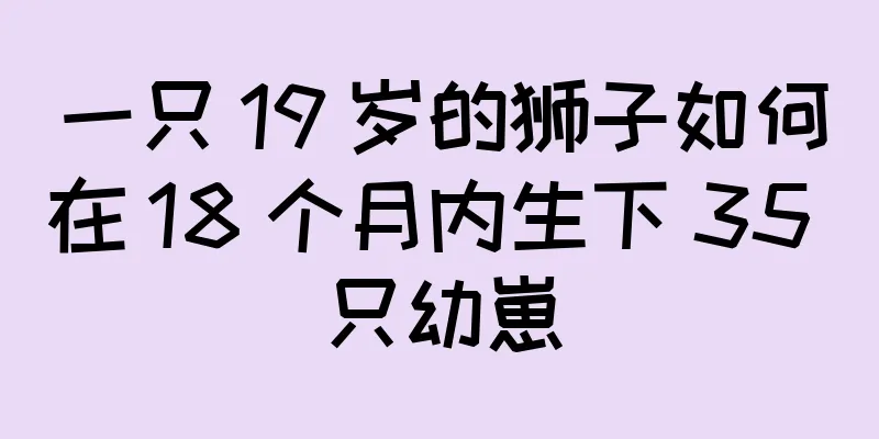 一只 19 岁的狮子如何在 18 个月内生下 35 只幼崽