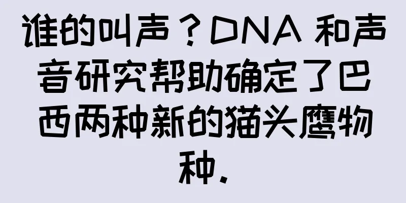 谁的叫声？DNA 和声音研究帮助确定了巴西两种新的猫头鹰物种。