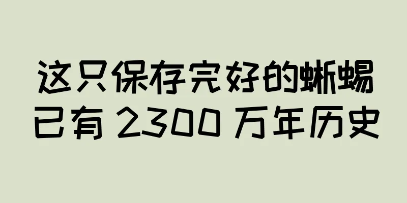 这只保存完好的蜥蜴已有 2300 万年历史