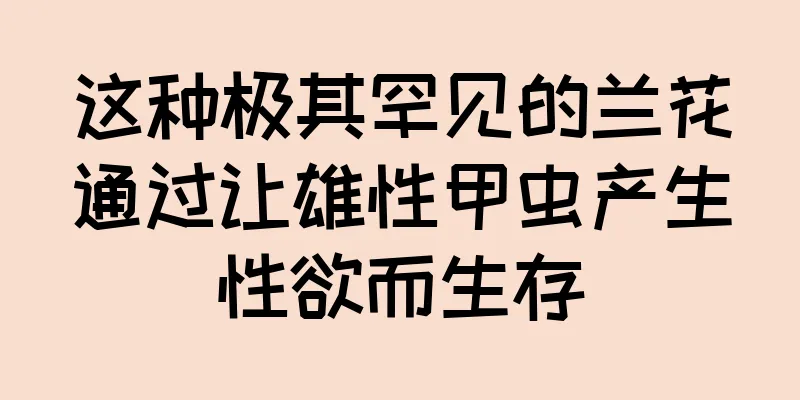 这种极其罕见的兰花通过让雄性甲虫产生性欲而生存