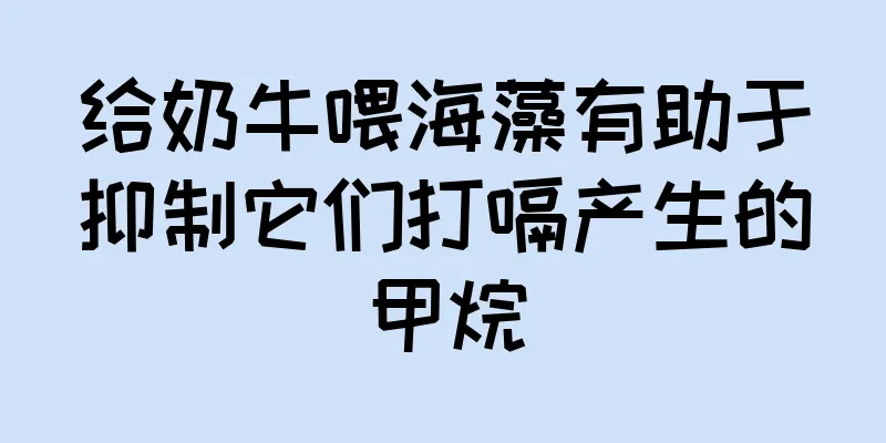 给奶牛喂海藻有助于抑制它们打嗝产生的甲烷