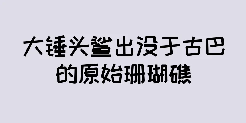 大锤头鲨出没于古巴的原始珊瑚礁