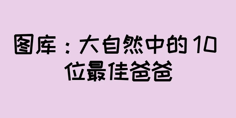 图库：大自然中的 10 位最佳爸爸