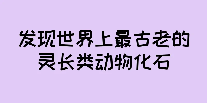 发现世界上最古老的灵长类动物化石