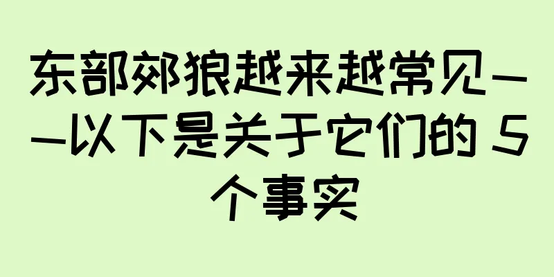 东部郊狼越来越常见——以下是关于它们的 5 个事实