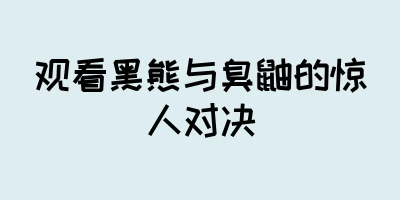 观看黑熊与臭鼬的惊人对决