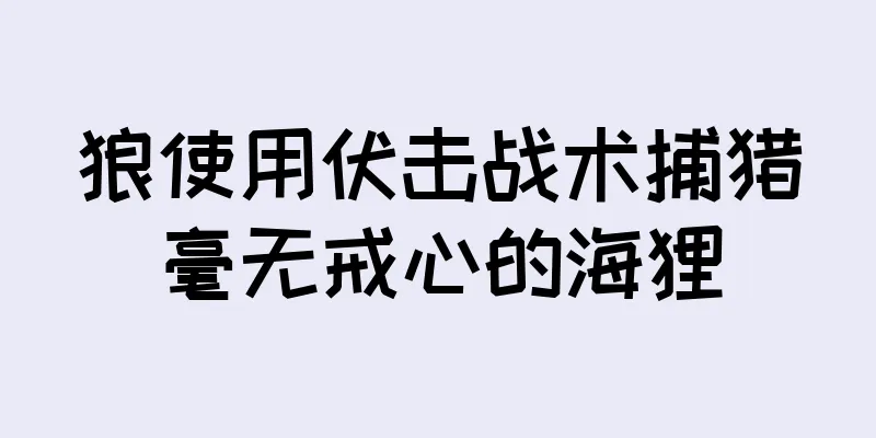 狼使用伏击战术捕猎毫无戒心的海狸
