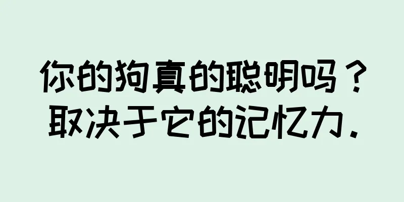 你的狗真的聪明吗？取决于它的记忆力。