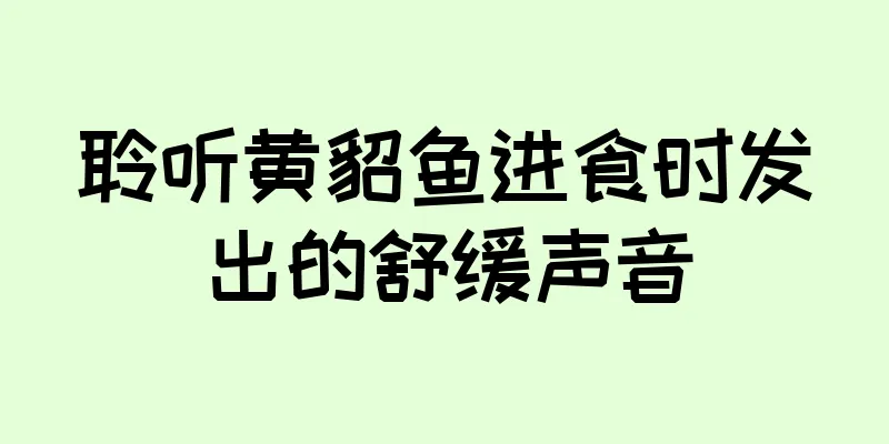 聆听黄貂鱼进食时发出的舒缓声音