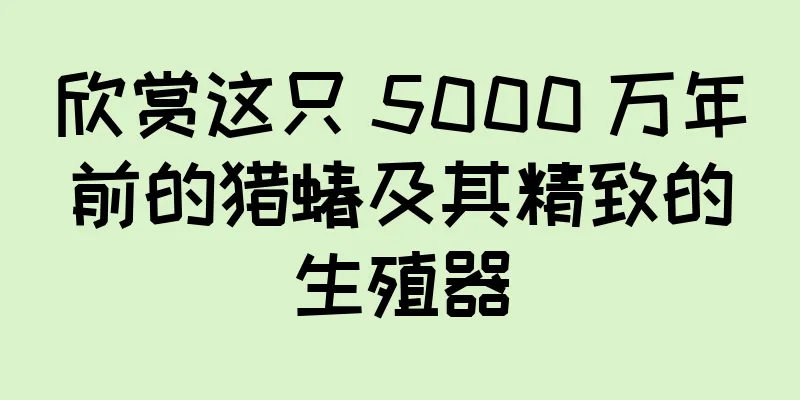 欣赏这只 5000 万年前的猎蝽及其精致的生殖器