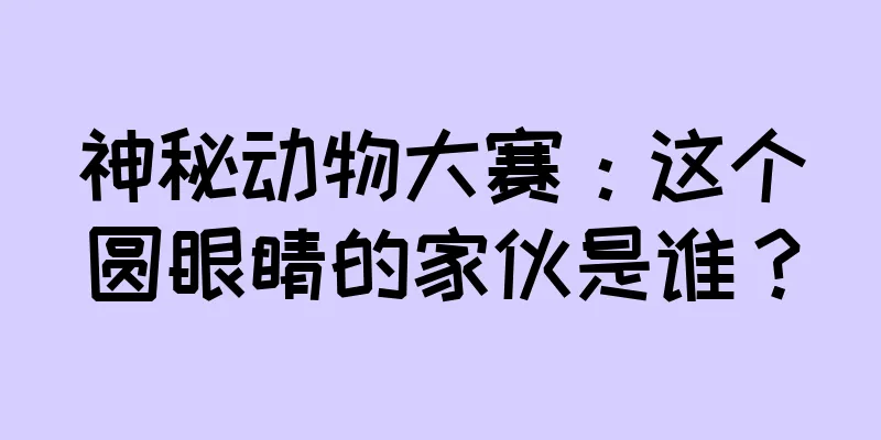神秘动物大赛：这个圆眼睛的家伙是谁？