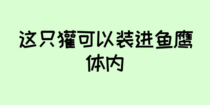 这只獾可以装进鱼鹰体内