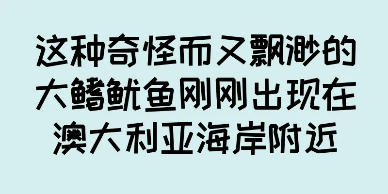 这种奇怪而又飘渺的大鳍鱿鱼刚刚出现在澳大利亚海岸附近