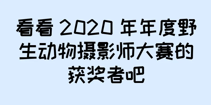 看看 2020 年年度野生动物摄影师大赛的获奖者吧