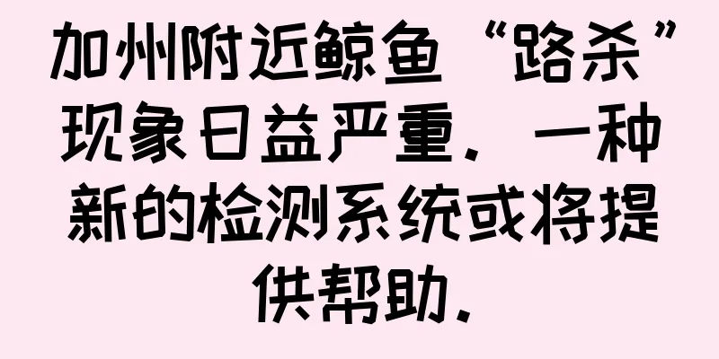 加州附近鲸鱼“路杀”现象日益严重。一种新的检测系统或将提供帮助。