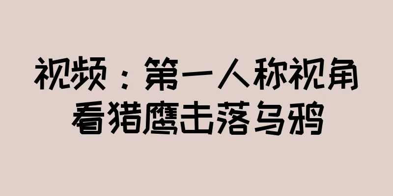 视频：第一人称视角看猎鹰击落乌鸦