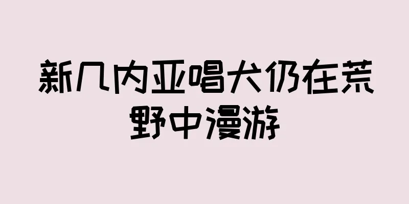 新几内亚唱犬仍在荒野中漫游