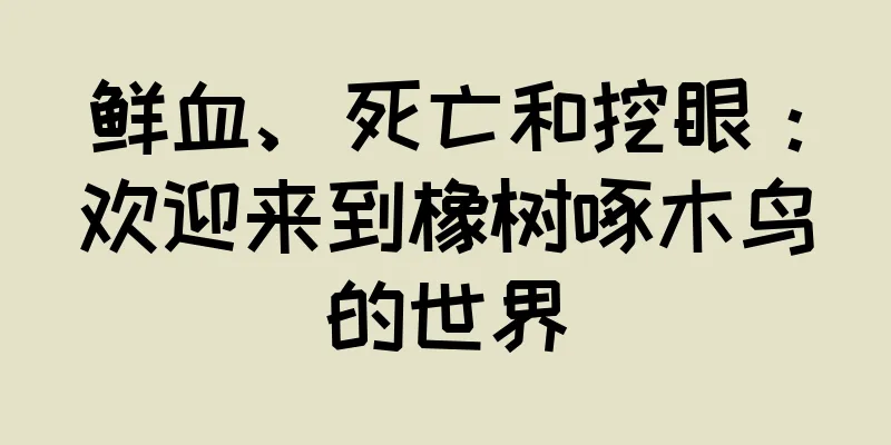 鲜血、死亡和挖眼：欢迎来到橡树啄木鸟的世界