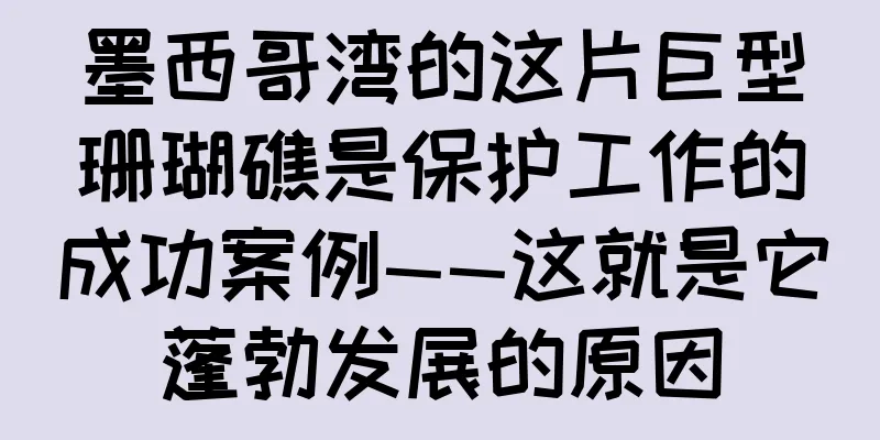 墨西哥湾的这片巨型珊瑚礁是保护工作的成功案例——这就是它蓬勃发展的原因