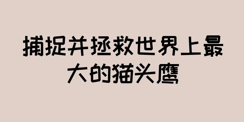 捕捉并拯救世界上最大的猫头鹰