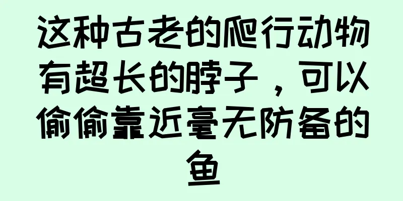 这种古老的爬行动物有超长的脖子，可以偷偷靠近毫无防备的鱼