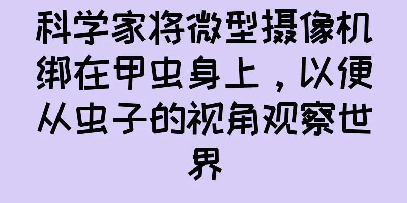 科学家将微型摄像机绑在甲虫身上，以便从虫子的视角观察世界