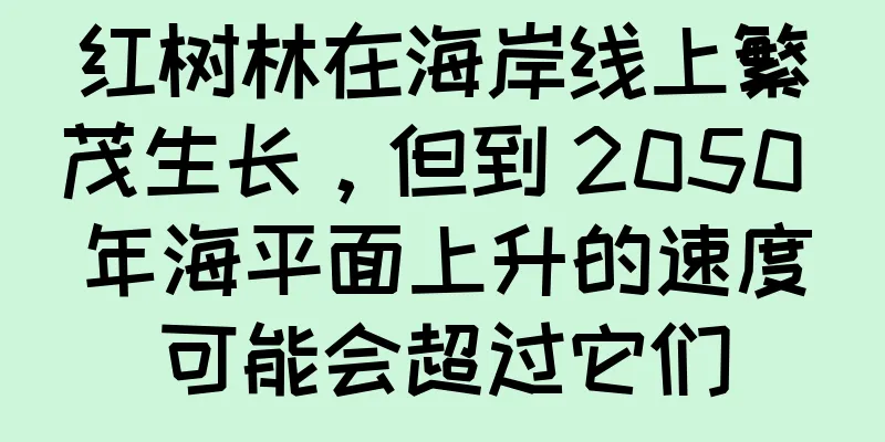 红树林在海岸线上繁茂生长，但到 2050 年海平面上升的速度可能会超过它们