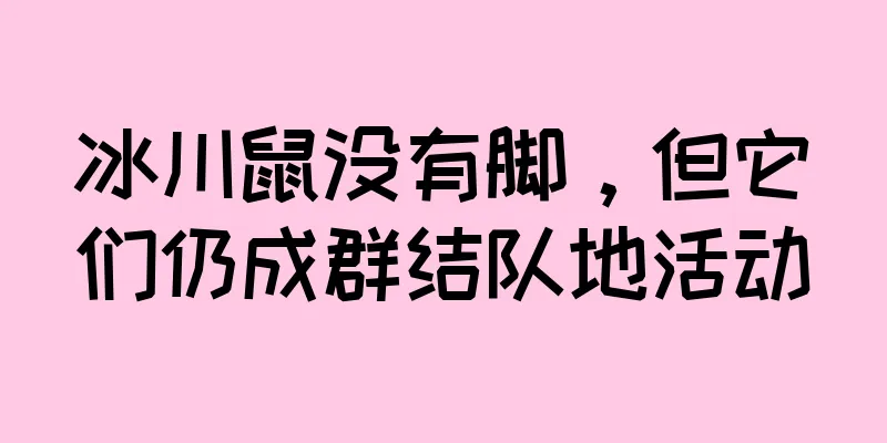 冰川鼠没有脚，但它们仍成群结队地活动