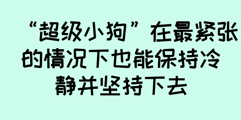 “超级小狗”在最紧张的情况下也能保持冷静并坚持下去