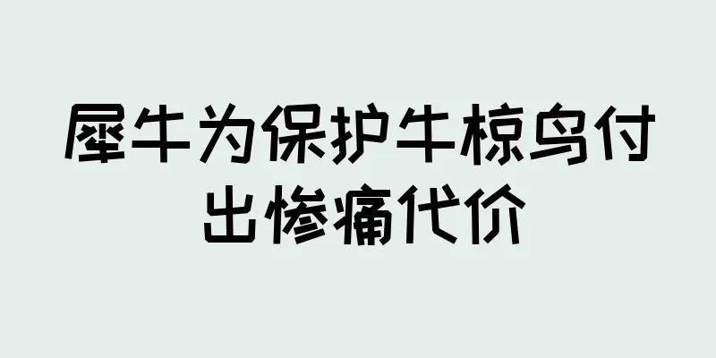 犀牛为保护牛椋鸟付出惨痛代价