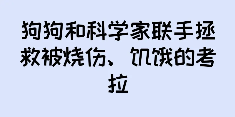 狗狗和科学家联手拯救被烧伤、饥饿的考拉