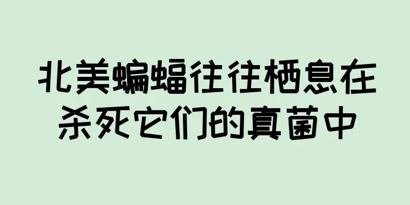 北美蝙蝠往往栖息在杀死它们的真菌中
