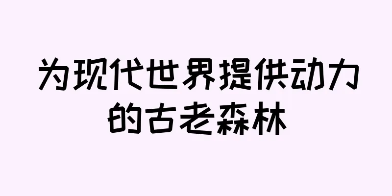 为现代世界提供动力的古老森林