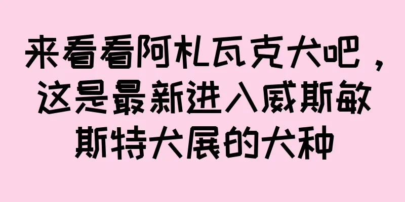 来看看阿札瓦克犬吧，这是最新进入威斯敏斯特犬展的犬种