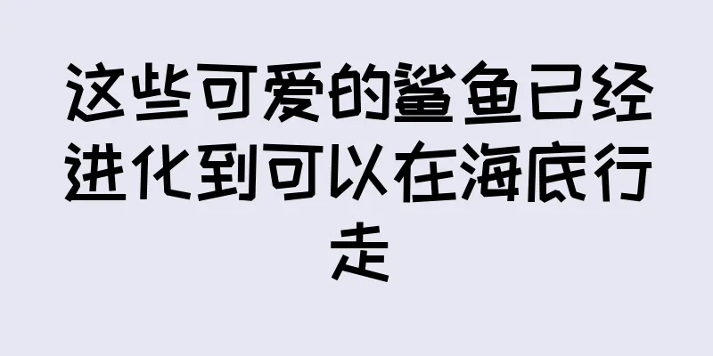 这些可爱的鲨鱼已经进化到可以在海底行走