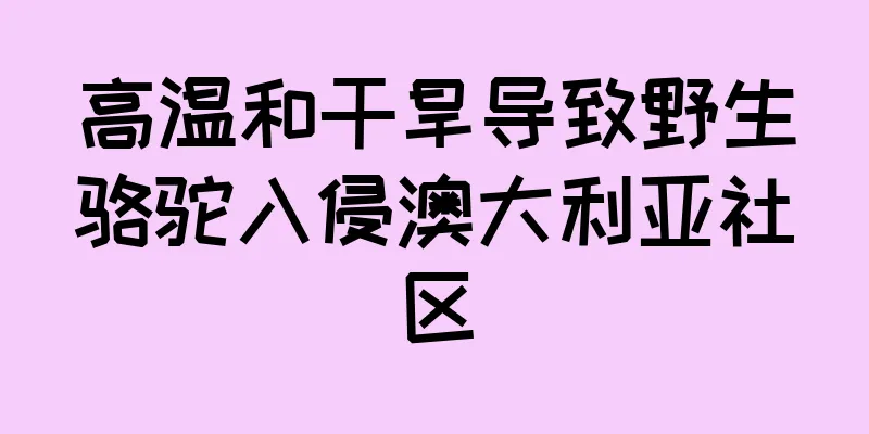 高温和干旱导致野生骆驼入侵澳大利亚社区