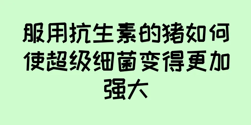 服用抗生素的猪如何使超级细菌变得更加强大