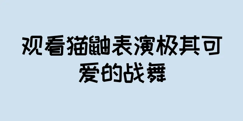 观看猫鼬表演极其可爱的战舞