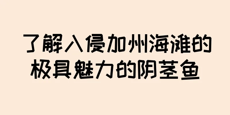 了解入侵加州海滩的极具魅力的阴茎鱼