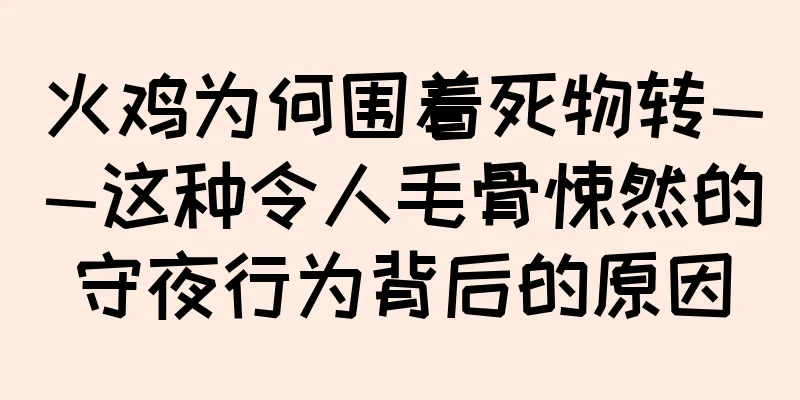 火鸡为何围着死物转——这种令人毛骨悚然的守夜行为背后的原因